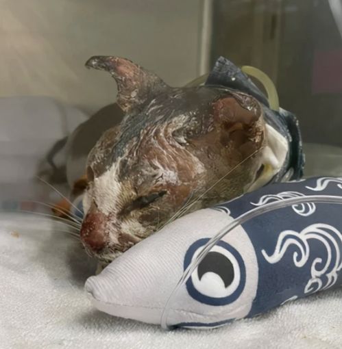 女友用身体挽回男友,用身体挽回男友的女友