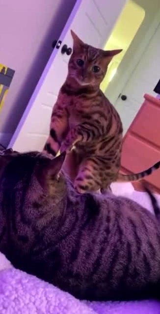 猫咪死了能挽回吗,如何防止猫咪死亡？