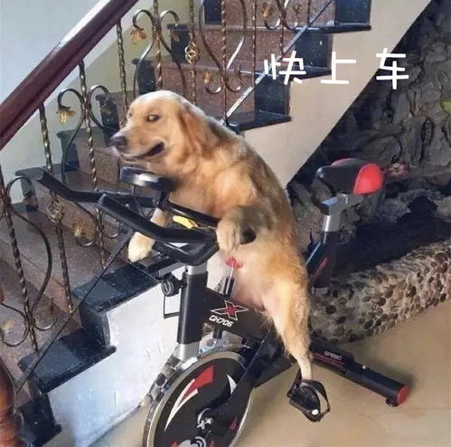 喂狗成功后多久挽回,喂狗成功后需要多久才能挽回？