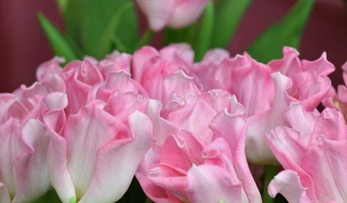 挽回爱情可以送花吗,挽回爱情可用鲜花化敌为友