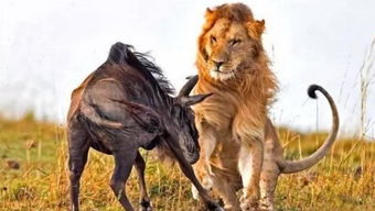 狮子女挽回狮子男,狮子女成功挽回狮子男