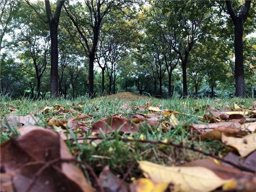 暴雨后如何挽回苗木,暴雨后如何拯救苗木