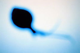 挽回白羊座男,如何成功挽回白羊男