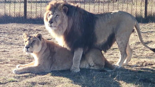 狮子女想挽回感情,狮子女如何挽回感情