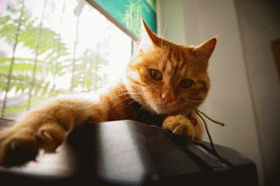 怎么挽回猫猫的心,挽救失落的猫咪心情