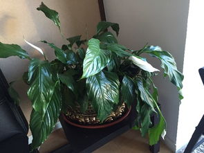 罗勒蔫了怎么挽回,如何挽救罗勒凋谢？