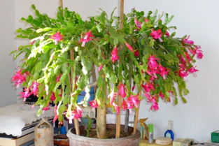 如何挽回蟹爪兰,如何拯救濒危的蟹爪兰