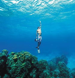 鲸鱼挽回母亲的视频,鲸鱼孝心暖人心，用行动挽回母亲（28字）