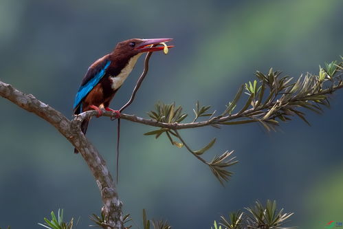 被人类挽回的鸟,人类拯救濒危鸟类，成功还原生态平衡。