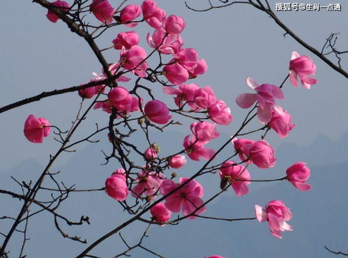 挽回招桃花佛牌,挽回感情佛牌，招来桃花！