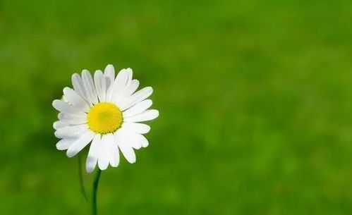 挽回爱人送什么花,如何用花挽回爱人？