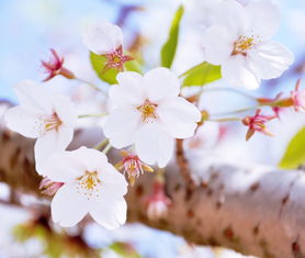 挽回桃花并蒂的感情,如何重拾并蒂情缘