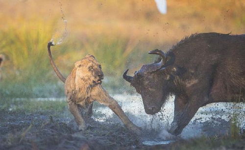 狮子挽回白羊女,狮子男拯救失落白羊女