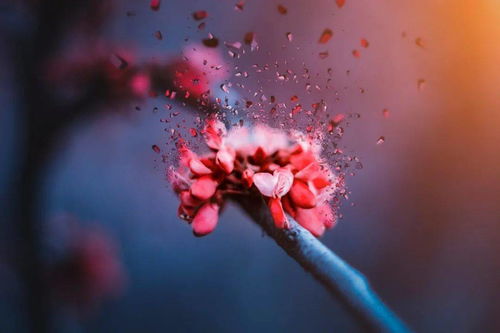 有什么办法挽回玫瑰,挽救失落爱情：玫瑰归来