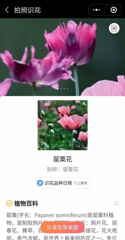 黎花情感挽回有用,黎花情感挽回技巧分享