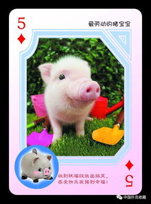 如何挽回小猪的形象,如何让小猪重新拥有好形象