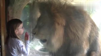 狮子女生挽回我,狮子女极力挽回我