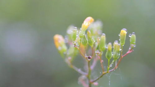 花语无可挽回,挽回难如何拯救花语？