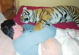 怎样挽回属虎男人，如何让属虎男人重燃爱情热情？