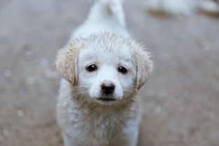 小狗挽回主人的方法,小狗如何挽回主人的心？