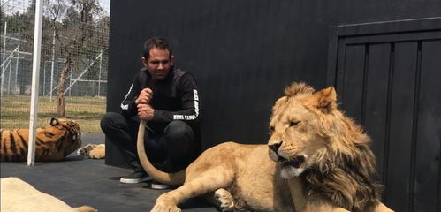 狮子男怎么挽回不了,如何成功挽回狮子座男友