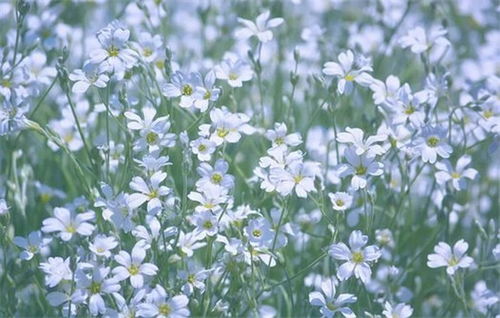 真心可以挽回婚姻吗,如何挽回婚姻的方法？