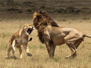 狮子要分手怎么挽回,如何挽救分手中的狮子座？