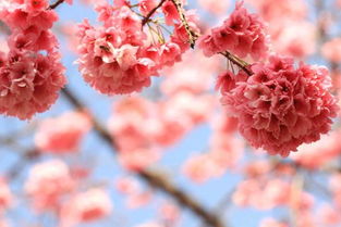 挽回时送什么花,如何挽回：适合送什么花？