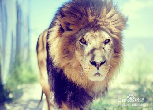 能挽回狮子男吗,如何挽回狮子男？