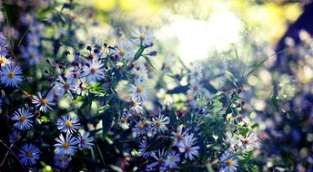 带有挽回含义的花,如何挽回失去的爱情