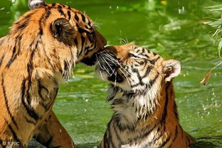 属虎女人怎么挽回,成功挽回属虎女人的方法