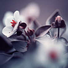 挽回爱情的花语情话,用花语说出我的爱–情话大全