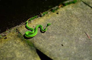 被蛇咬了怎么挽回,被蛇咬后的自救方法