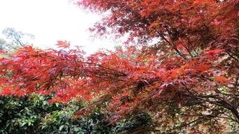 挽回前任最佳思路小说,断桥残雪，旧情重燃