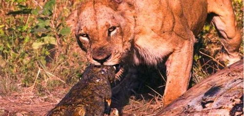 挽回狮子男的时机,如何抓住狮子男的挽回时机