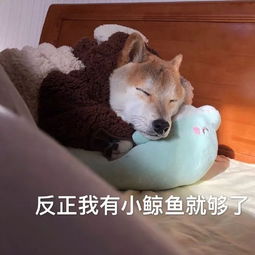 挽回不了的配图,狗狗跳进洗衣机，疯狂旋转四分钟新标题：小狗奇幻之旅