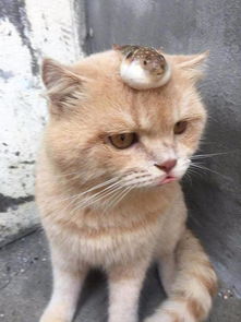 猫摔坏主人怎么挽回,教你如何挽回摔坏东西的猫咪主人)