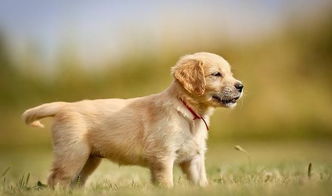 想挽回前任的生肖,如何赢回前任（狗）？