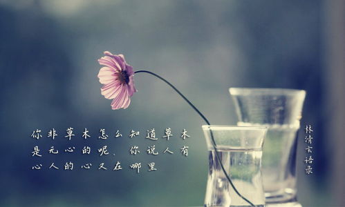 宁愿遗憾也不挽回,宁可留恋于遗憾40字