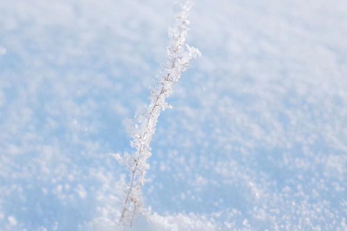 白羊座女生挽回,如何挽回白羊座女生？