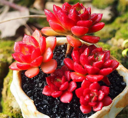 番茄苗徒长怎么挽回,番茄苗长势不佳如何扭转局面