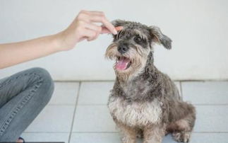 挽回女友变舔狗,如何赢回女友的心？