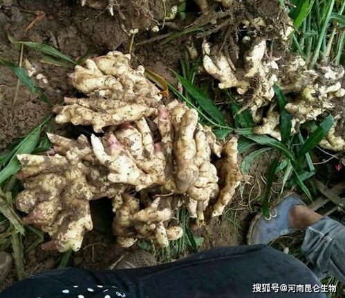 种蘑菇枯萎怎么挽回,如何防治种蘑菇枯萎？