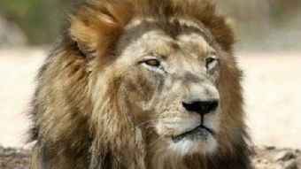 怎么挽回多年狮子男,挽回狮子男的方法详解