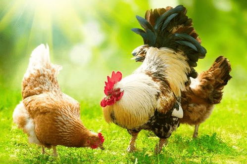 怎样挽回属鸡男人心,如何挽回鸡年男友心