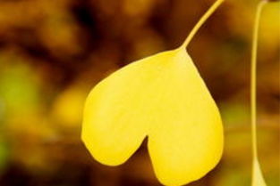 情感专家如何挽回婚姻,情感专家教你挽回婚姻