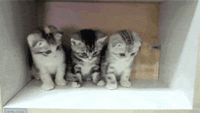 如何挽回小猫的心,挽回小猫的心：拯救你的爱猫