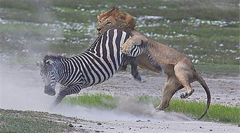 怎么挽回狮子的前妻,挽回狮子前妻的正确方法