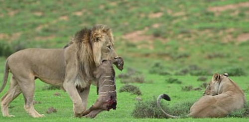 怎么挽回狮子的心,如何挽回狮子的心的新标题：挽救狮子之爱的秘诀