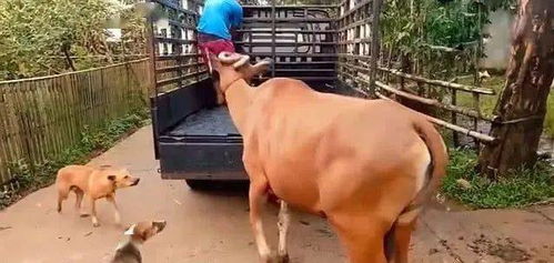 狗狗挽回黄牛的视频,狗狗奋力阻挡黄牛，让主人平安回家